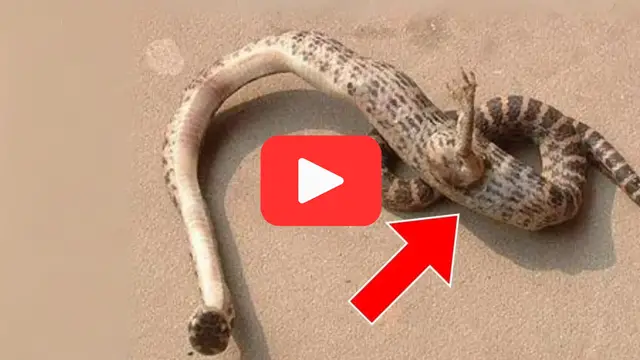 Video thumbnail for A Strange Snake in His Yard—The Ranger’s Reaction Changed Everything