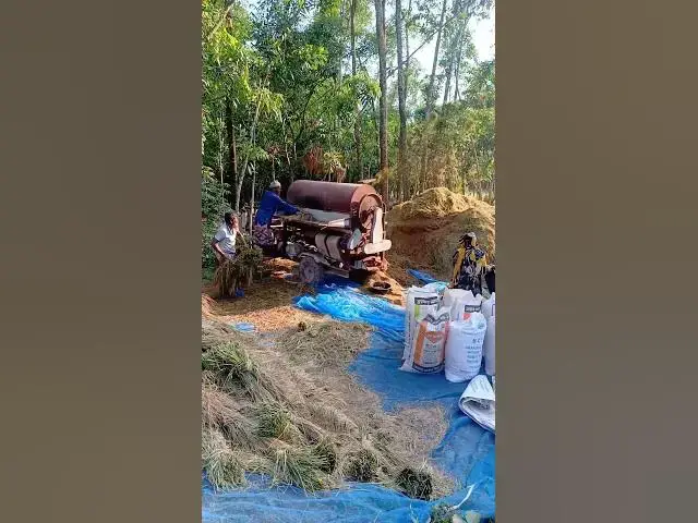 'Video thumbnail for ধানের গন্ধে ভরা কৃষকের ঘামঝরা দিন"'