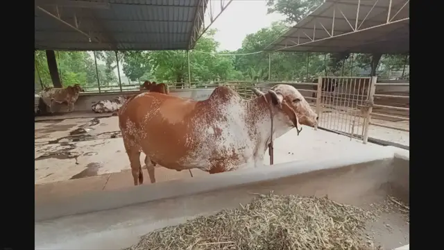 Video thumbnail for Cattle Breeds