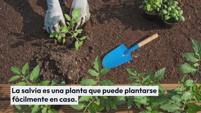 Video thumbnail for Cómo cultivar salvia, la planta de las mujeres