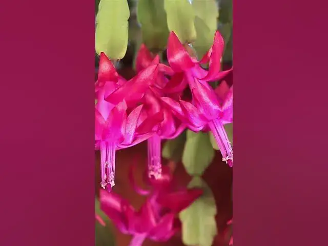 'Video thumbnail for Places You Should NEVER Keep Your Christmas Cactus'