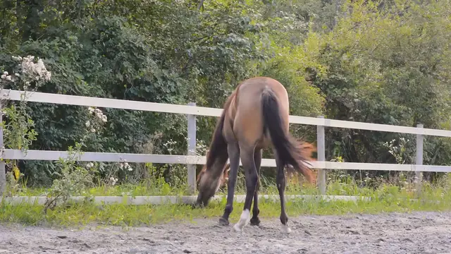 Video thumbnail for Renting a Horse for a Day: The Complete Guide