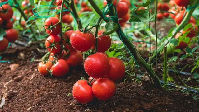 Video thumbnail for The US State That Grows The Most Tomatoes (It's Not Even Close)