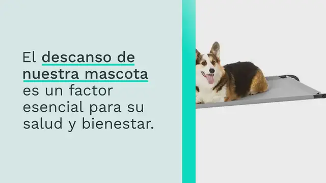 Video thumbnail for Las 10 mejores camas elevadas para perros
