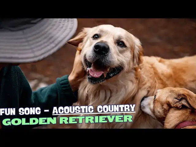 Video thumbnail for 🎶 Golden Retriever Blues/Fun Song about Golden Retriever 🐾