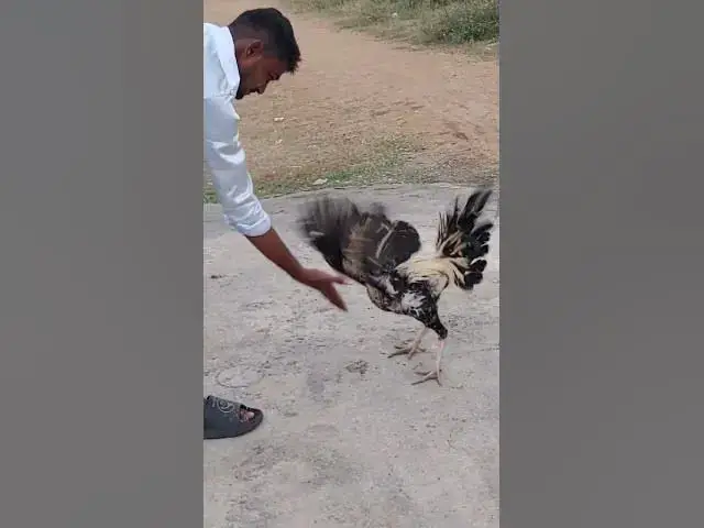 Video thumbnail for 🐓🐓 my trainer💯💯💯💯🧡💛💚❤️💙🌺🌹