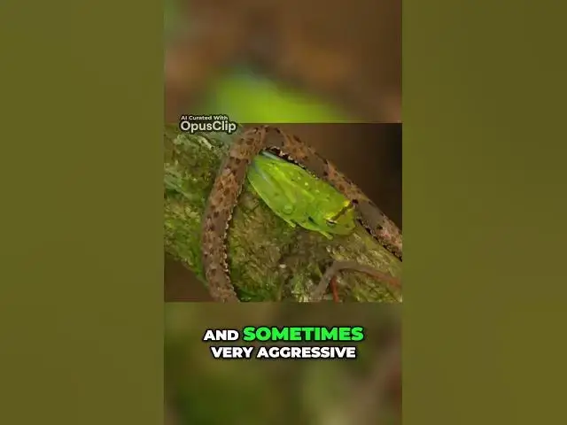 'Video thumbnail for Top 10 Most Dangerous Animals You Should Avoid'