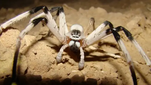 'Video thumbnail for The Real Stories Behind The World's Largest Spiders'
