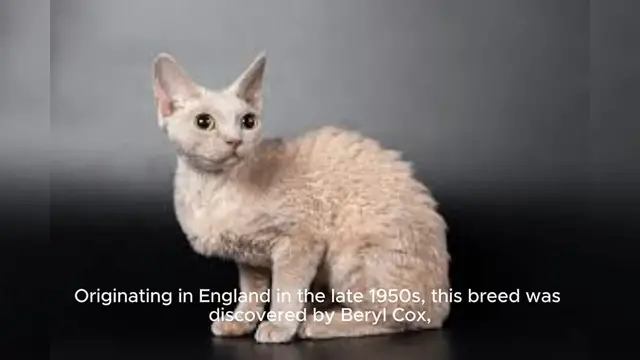 Video thumbnail for Devon Rex Cat