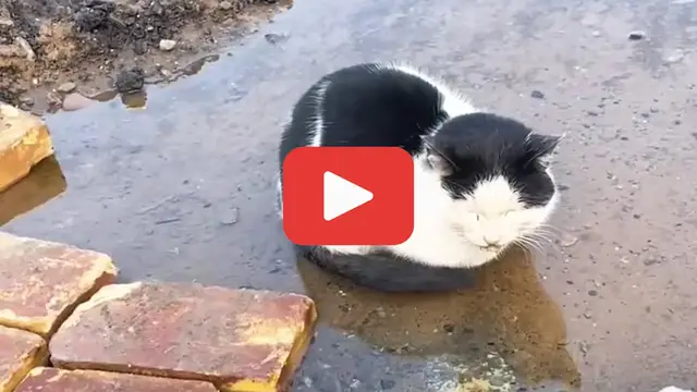 Video thumbnail for Left to Die, a Sick Cat Lay in Cold Water Seeking Peace