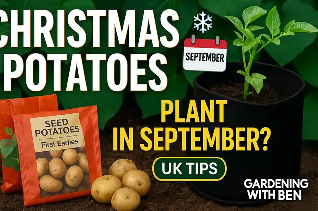 'Video thumbnail for 🥔🎄 Can I Still Plant Christmas Potatoes in September? | Allotment Gardening Tips 🌱'