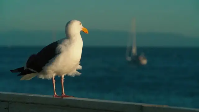 Video thumbnail for Santa Cruz Wharf Collapse Shocking Details You Won't Believe!