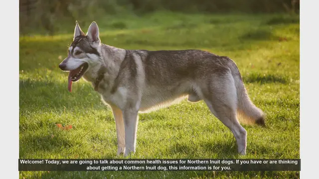 Video thumbnail for Common Health Issues in Northern Inuit Dogs: Tips for Care