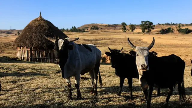 Video thumbnail for Dorf in der Amhara Region | Rundreise Äthiopien