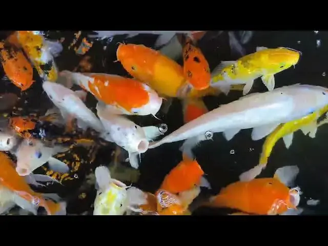 Video thumbnail for Koi Fish in Japanese Woodblock Prints: Art and Symbolism