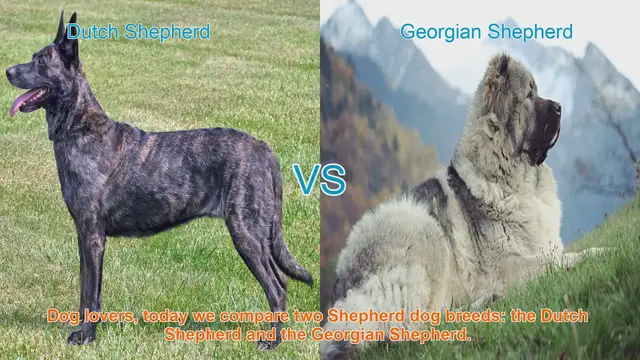 Video thumbnail for Dutch Shepherd vs. Georgian Shepherd: A Comprehensive Comparison