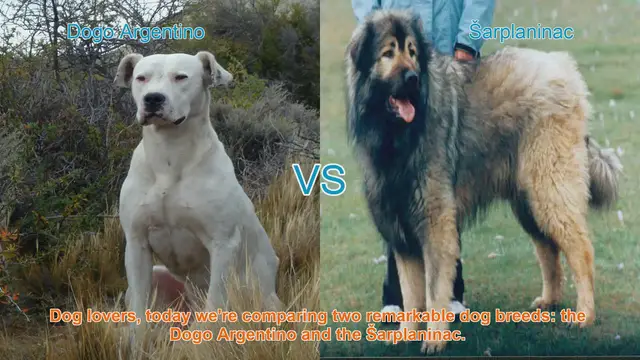 Video thumbnail for Dogo Argentino vs. Šarplaninac: A Breed Comparison