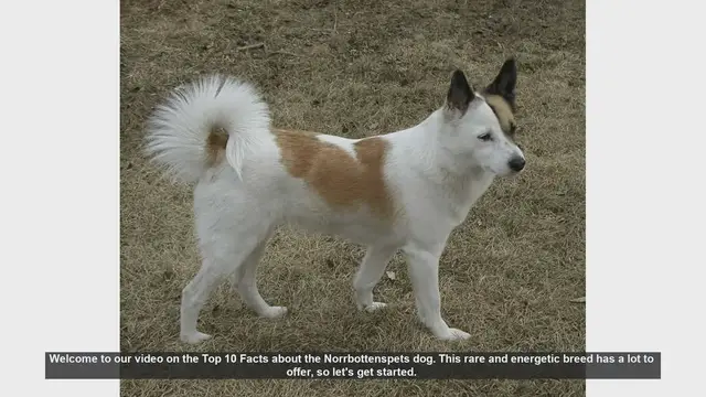 Video thumbnail for Top 10 Fascinating Facts About the Norrbottenspets Dog