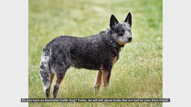 Video thumbnail for Dangerous Foods for Your Australian Cattle Dog: What to Avoid