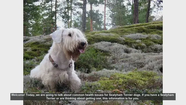 Video thumbnail for Common Health Issues in Sealyham Terriers: What You Need to Know