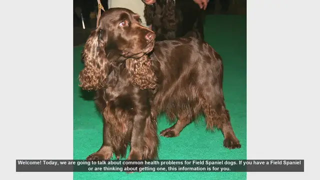 Video thumbnail for Common Health Problems in Field Spaniel Dogs