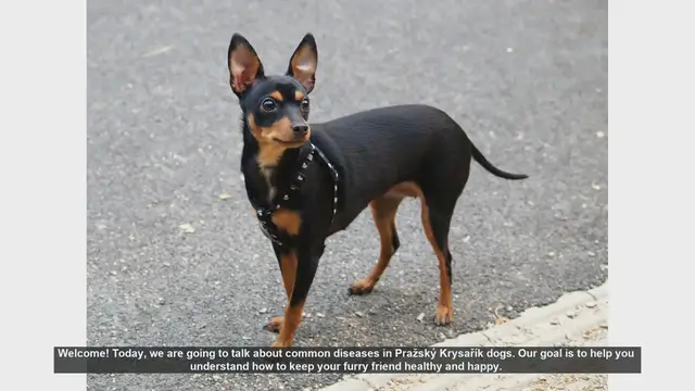 Video thumbnail for Common Health Issues in Pražský Krysařík Dogs: Tips for a Happy, Healthy Pet