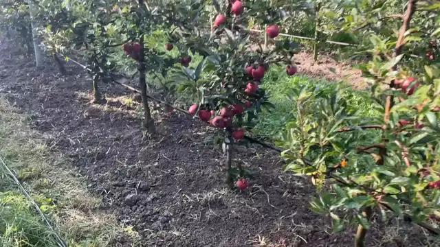 'Video thumbnail for High density apple orchard '