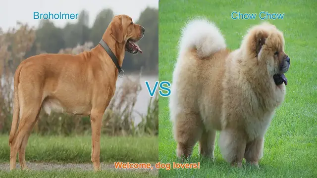 Video thumbnail for Broholmer vs. Chow Chow: A Comparison of Two Unique Dog Breeds