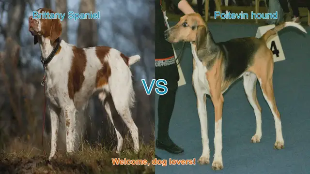 Video thumbnail for Brittany Spaniel vs. Poitevin Hound: A Comparison of Two Remarkable Dog Breeds