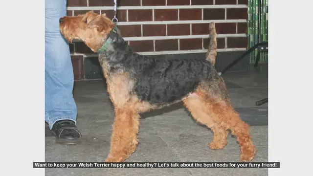 Video thumbnail for Top Foods to Keep Your Welsh Terrier Happy and Healthy