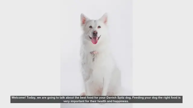 Video thumbnail for Best Food for Your Danish Spitz: A Complete Guide