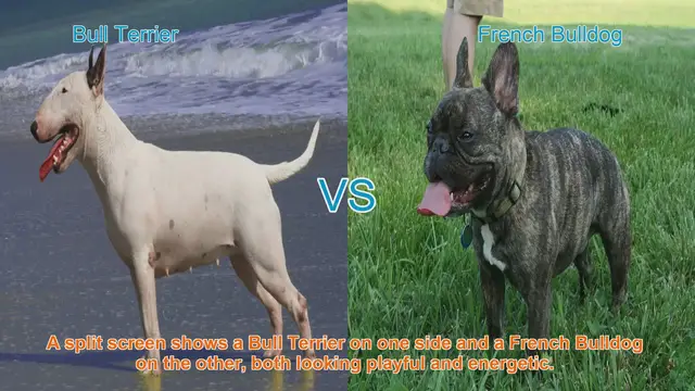 Video thumbnail for Bull Terrier vs. French Bulldog: A Comparative Guide