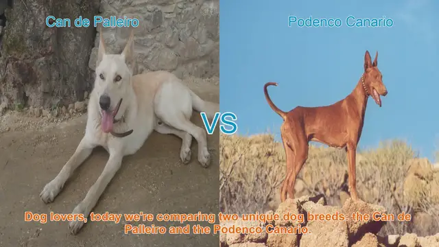 Video thumbnail for Can de Palleiro vs. Podenco Canario: Breed Comparison Guide