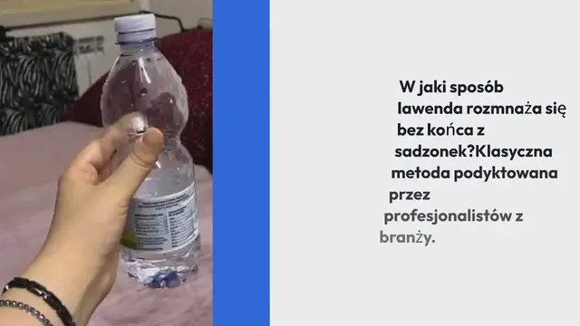 Video thumbnail for Lawenda, oto jak ją rozmnażać i uprawiać z sadzonek: w ten sposób rozmnaża się bez końca