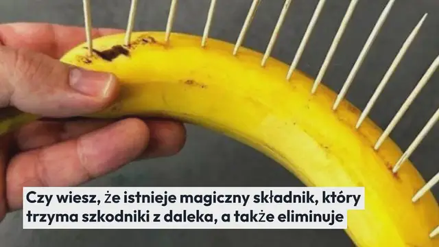 'Video thumbnail for Nie tylko odstrasza szkodniki, ale także eliminuje chwasty: “magiczny” składnik'