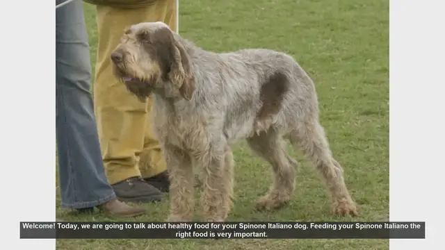 Video thumbnail for Healthy Food for Your Spinone Italiano: Tips for a Happy Dog