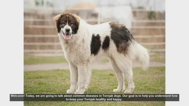Video thumbnail for Common Diseases in Tornjak Dogs: Tips for a Healthy and Happy Pet