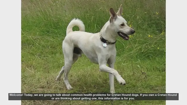 Video thumbnail for Common Health Problems in Cretan Hound Dogs