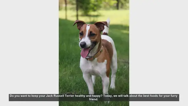 Video thumbnail for Top Foods to Keep Your Jack Russell Terrier Healthy and Happy