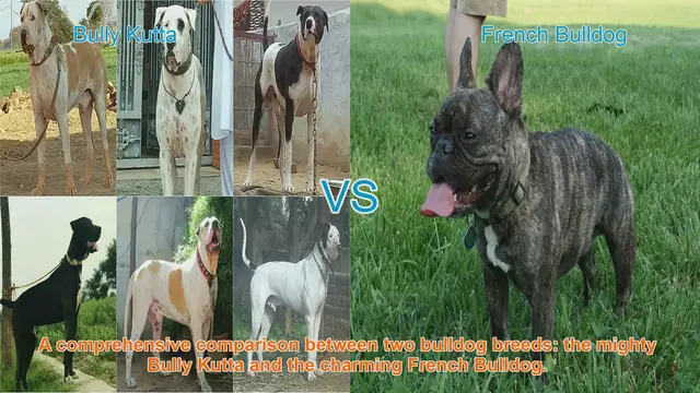 Video thumbnail for Bully Kutta vs. French Bulldog: A Comprehensive Breed Comparison