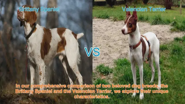 Video thumbnail for Brittany Spaniel vs. Valencian Terrier: A Comprehensive Comparison