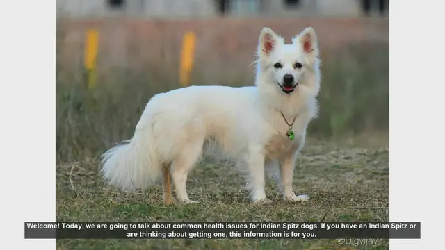 Video thumbnail for Common Health Issues in Indian Spitz Dogs: Tips for Care
