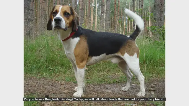 Video thumbnail for 7 Foods to Avoid Feeding Your Beagle-Harrier