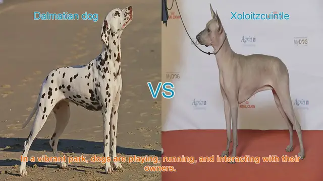 Video thumbnail for Dalmatian vs. Xoloitzcuintle: A Comparison of Two Unique Dog Breeds