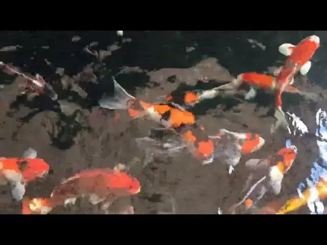 Video thumbnail for The Koi Fish and Dragon Gate: A Tale of Transformation