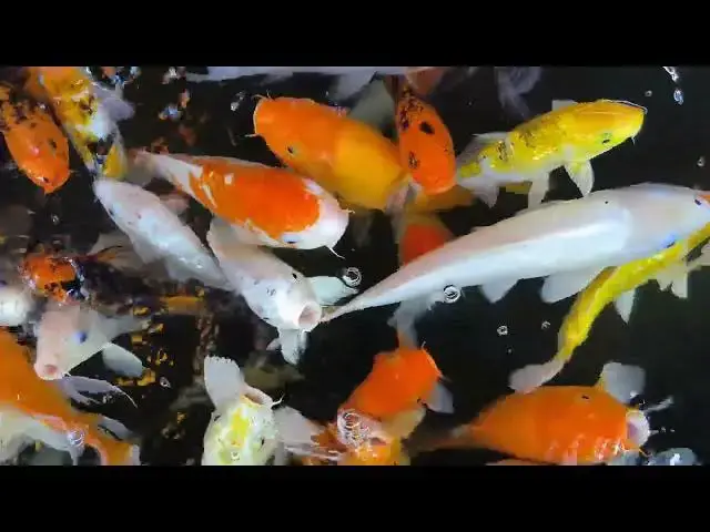 Video thumbnail for Protect Your Koi Pond: Prevent Winter Pests