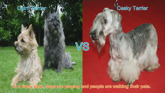 Video thumbnail for Exploring Cairn Terriers and Cesky Terriers: A Breed Comparison