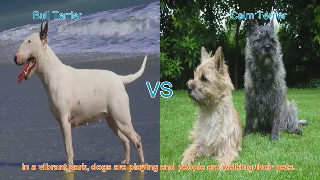 Video thumbnail for Bull Terrier vs. Cairn Terrier: A Breed Comparison