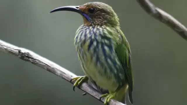 Video thumbnail for Asa Wright Nature Center auf Trinidad
