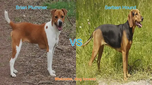 Video thumbnail for Dog Breed Showdown: Brian Plummer Terrier vs. Serbian Hound